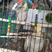 عروس هلندی مولد همراه جوجه