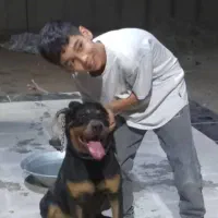 سگ روتوایلر