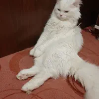 واگذاری فوری،گربه های نژاددارواصیل|گربه|اهواز, کوی جانبازان(دانش)|دیوار