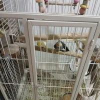 پرندگان زینتی