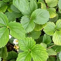 نهال توت فرنگی