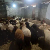 گوسفنددوقلوبادوتا بره نر|حیوانات مزرعه|دابودشت, |دیوار