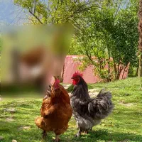 خروس کوشین