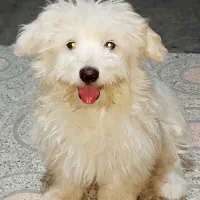 توله سگ باهوش ،مامانی،دوست داشتنی و حرف گوش کن