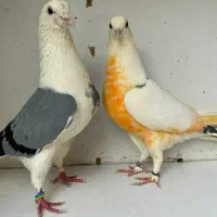 جفت های . ساعت بالا . گرو دولاب . عتیقه