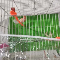 قنار ماتیکی مست خون|پرنده|مشهد, کوی ولیعصر|دیوار