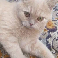 گربه گمشده|حیوانات|جوین, |دیوار