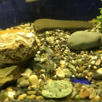 انواع ماهی گوشت خوار و گیاه خوار و لابستر و پرنده|ماهی|کرج, شهرک یاس شمالی|دیوار