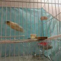 قناری ماده سوپری|پرنده|مشهد, بهمن|دیوار