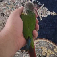 گرینچیک رام دستی|پرنده|کرج, محمود آباد|دیوار