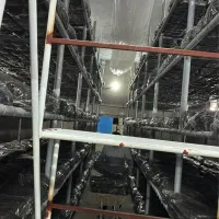 سالن کار پرورش قارچ|استخدام صنعتی، فنی، مهندسی|الشتر, |دیوار