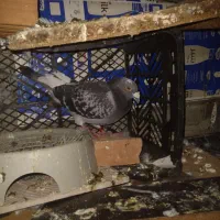 پلاکی مسافتی