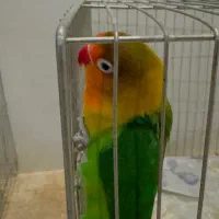ماده ..