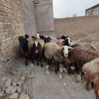 چاق کشتاری|حیوانات مزرعه|قزوین, |دیوار