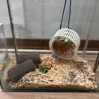 دوتا همستر بزرگ نر