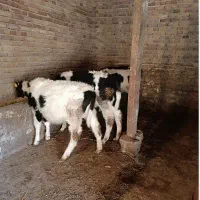 خرید و فروش گاو گوساله گوسفند گاومیش