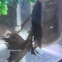 کت فیش پوزه بوته ای باله بلند بزرگ