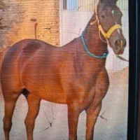 فروش فوری یک راس اسب مادیان عرب