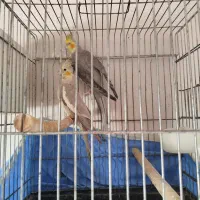 عروس هلندی عروس طوطی|پرنده|قزوین, |دیوار