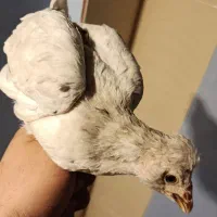 جوجه گلین 3ماهه. 350