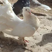 جوجه دمچتری