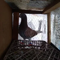 کبوتر املش|پرنده|املش, |دیوار