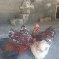 کوشین رد متلد|پرنده|ویسیان, |دیوار