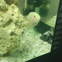 سیچیلاید گورخری و البینو