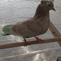 جوجه کفتر کبوتر