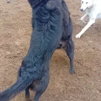 سگ ماده سرابی زات قدیم