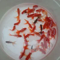 ماهی گلدفیش بار جدید 7500