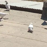 کفتر پرشی