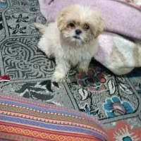 سگ گوگولی|سگ|مریوان, |دیوار