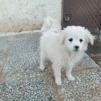 توله سگ پاپی