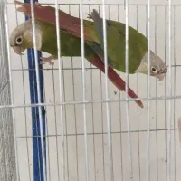 سالن پرورش گرینچیک (طوطی)