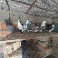 کبوتر|پرنده|مینودشت, |دیوار