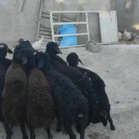 بره ماده قزل