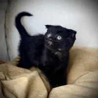 اس کاتیش بلک