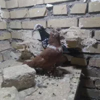 جوجه‌سینه‌مشهدی‌نر،کلاغ‌رسمی‌نر|پرنده|مشهد, شهید معقول|دیوار
