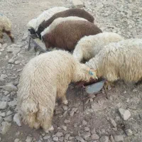 بره