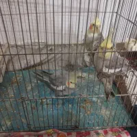 فروش پرنده عروس