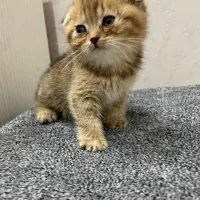 گربه اسکاتیش|گربه|کرج, ساماندهی|دیوار