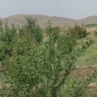 باغچه دنج زیبا روستای خوش اب وهوا زواریان|فروش زمین و ملک کلنگی|قم, بکایی|دیوار