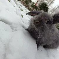 خرگوش لوپ فروشی