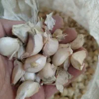 بذر سیر|گل و گیاه طبیعی|لاهیجان, لفمجان|دیوار