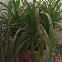 گلسوسن