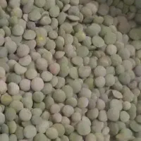 عدس تازه و درشت شهرستان