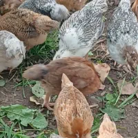 فروش جوجه گلپایگانی ۸روزه|حیوانات مزرعه|رشت, حومه رشت|دیوار