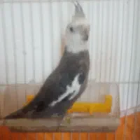 عروس هلندی نر