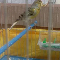 قناری ماده سبز و عروس هلندی سخنگو